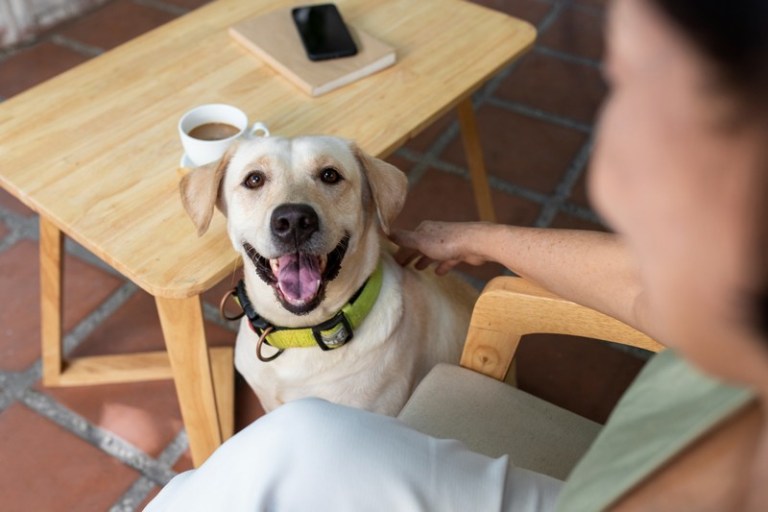 Restaurantes Pet Friendly em Sorocaba para todo mundo poder aproveitar.