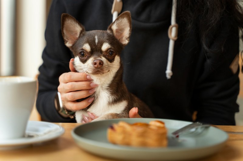 Restaurante Pet Friendly em Nova Lima para você visitar com seu melhor amigo
